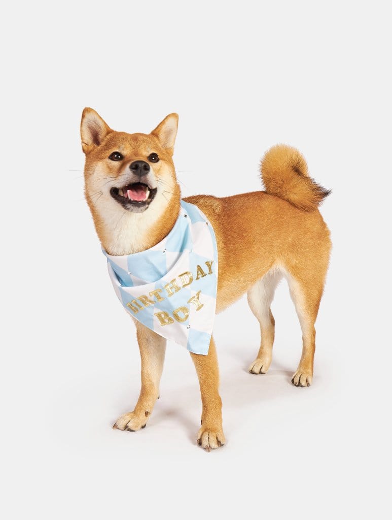 Birthday Boy Pet Bandana, M/L