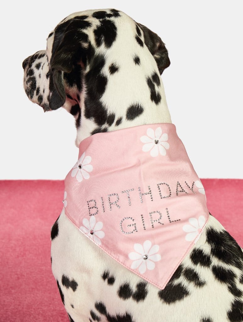 Birthday Girl Pet Bandana, M/L