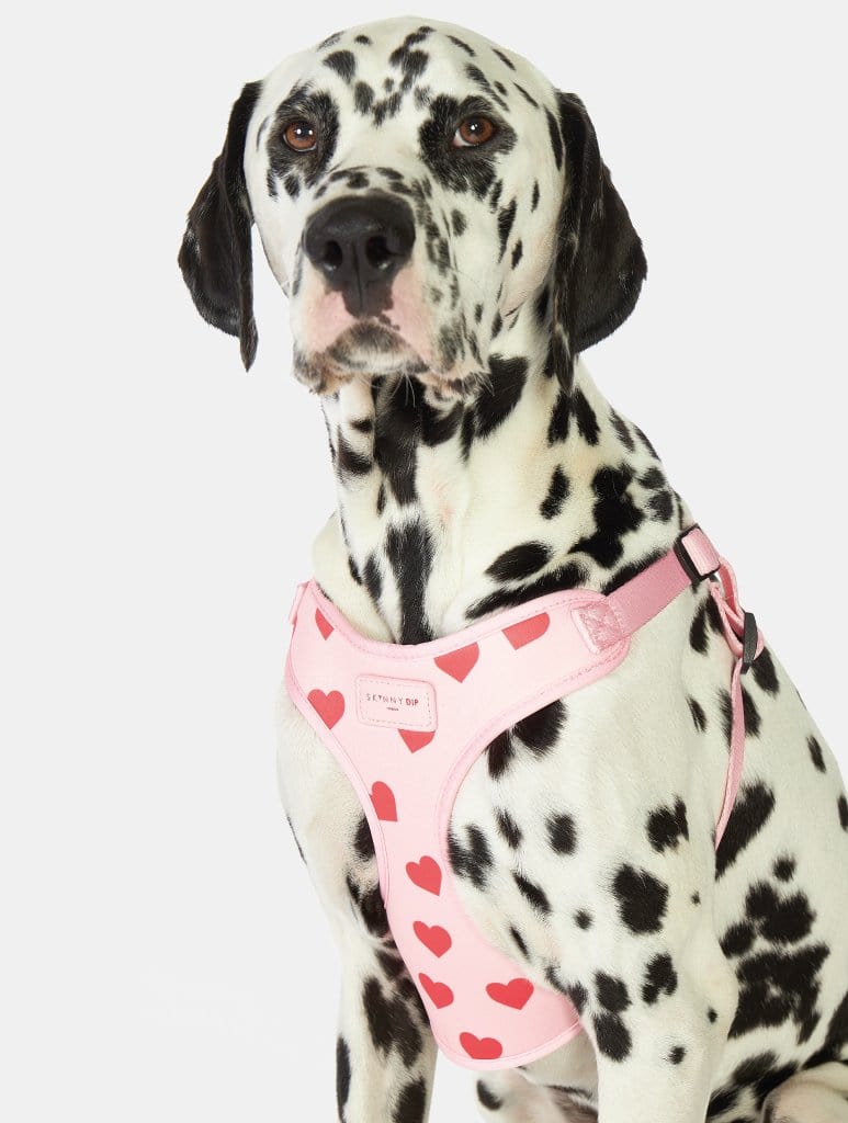 Love Heart Printed Pet Harness, L
