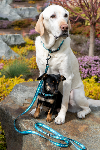 Boomer, a yellow Labrador, and Rosie, a chiweenie, pose on a rock wearing blue collars