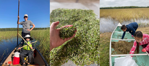 A collage of images featuring Sarah's family harvesting wild rice in a canoe on a lake in Minnesota