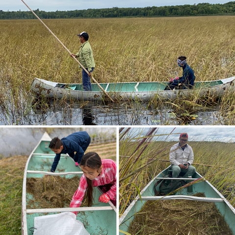 A collage of three photos. Native people of several ages sit and work in a canoe to harvest wild rice.