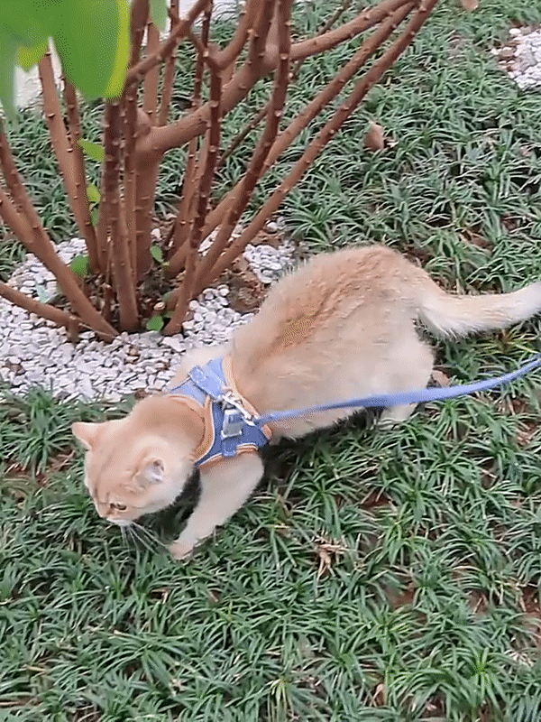 Cat Harness and Leash Set - Escape Proof Safe Cat Vest Harness for Walking  Outdoor - Reflective Adjustable Soft Mesh Breathable Body Harness –  LawrenceMarket
