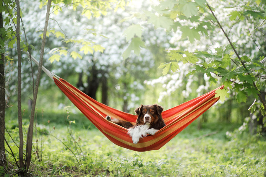Camping With Your Dog: 7 Must-Know Tips