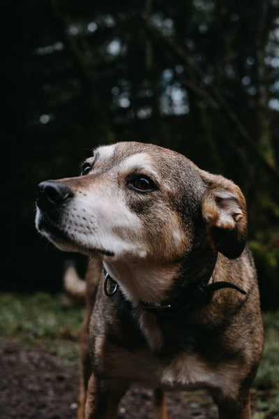 dog portrait