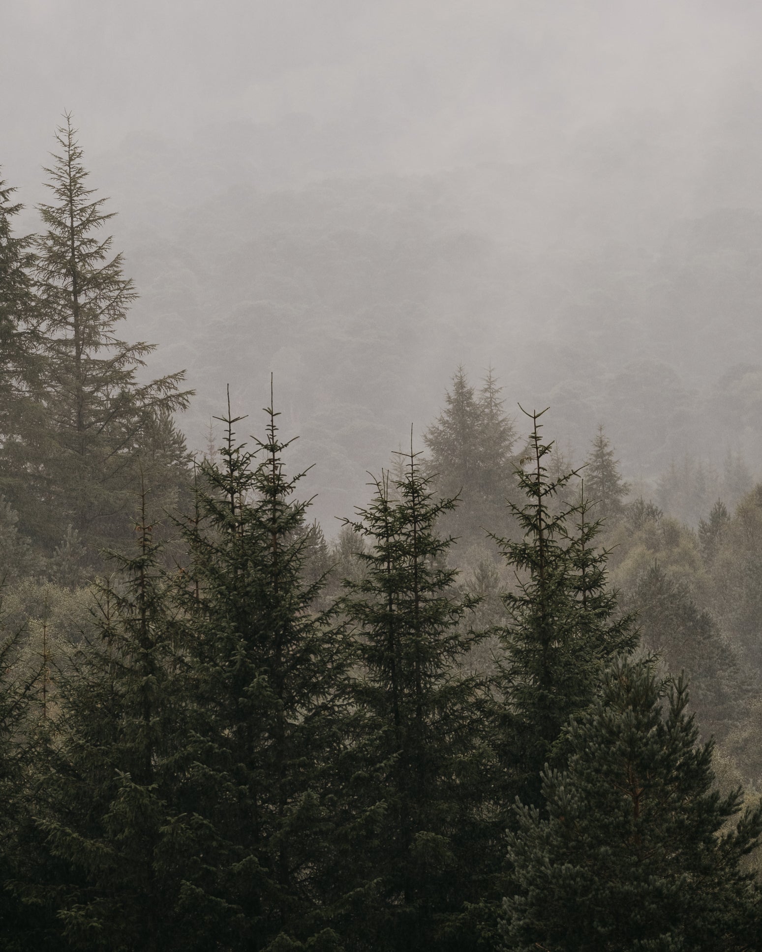 pine forest covered in mist, photograph by carmina andra 