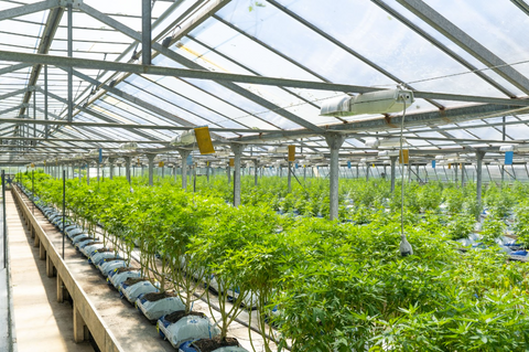 Rows of hemp plants growing in a greenhouse.