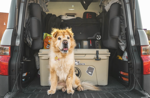 A hairy dog sitting at the back of a van.
