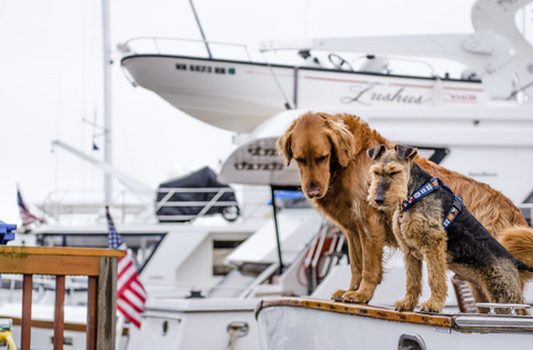  Two dogs looking down from the edge of a sailboat