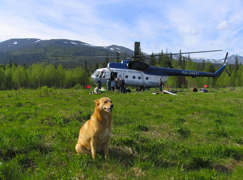 A dog sitting on the grass with a helicopter parked behind it.