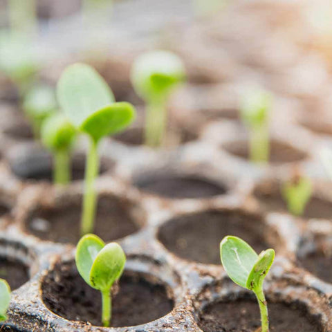 Berkey Seedlings