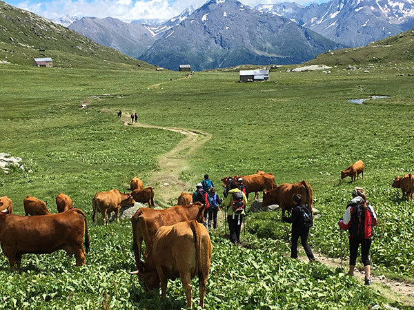 Cows in the French Alps.