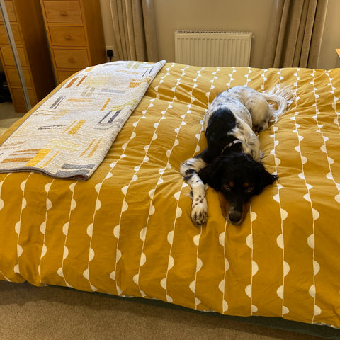 Dog on bed with yellow duvet and multi color quilt