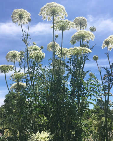 Queen Anne's Lace Flowers