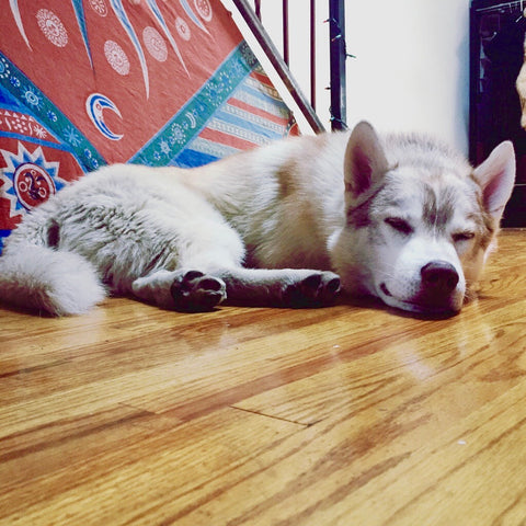 Sleeping Husky