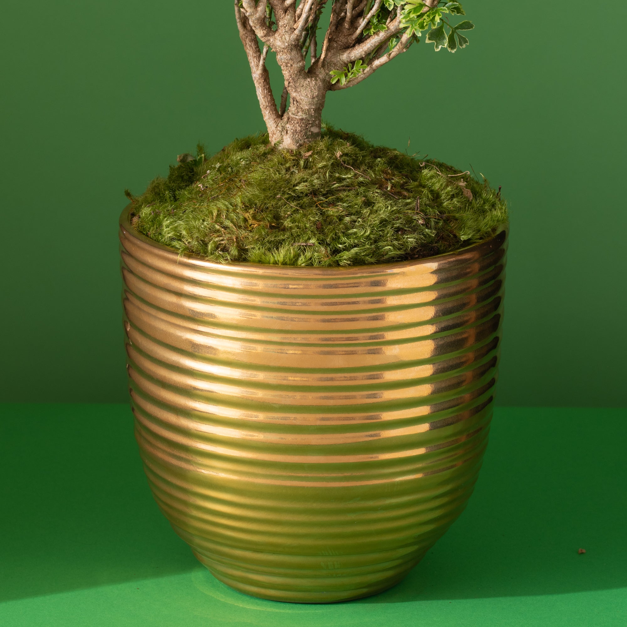 Golden Vase with Aralia Ming Tree