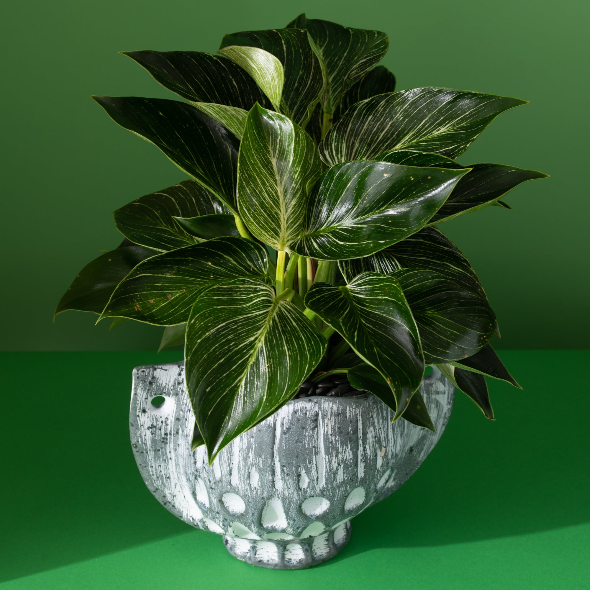 Philodendron Birkin