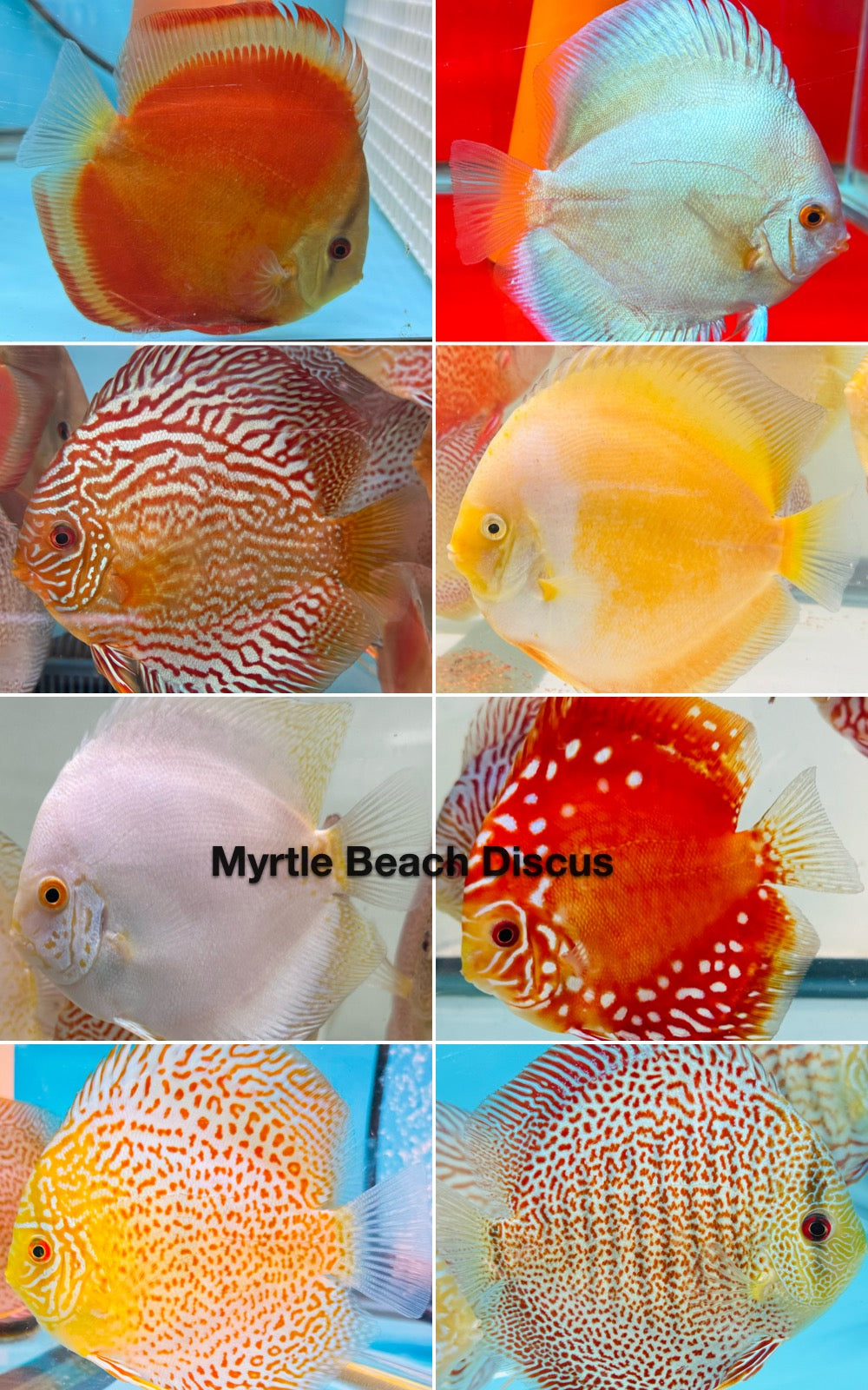 10 Pack Assorted Discus