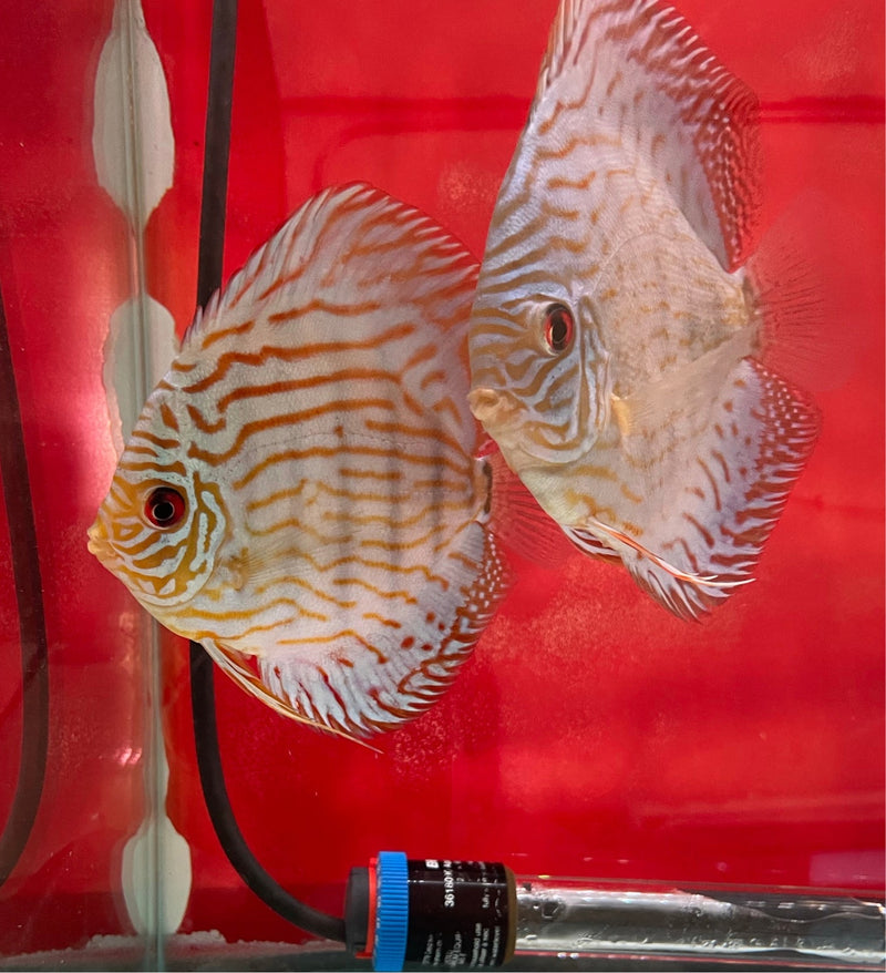 red turquoise discus babies