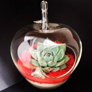 Apple Terrarium by Fleuretica