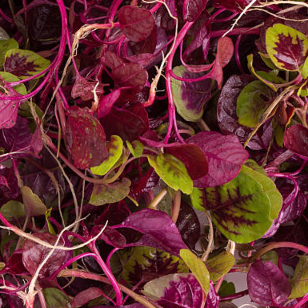 Red spinach leaf extract