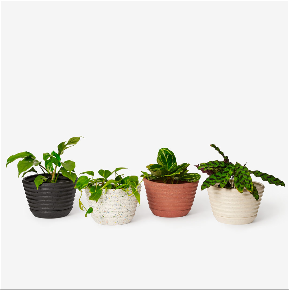 Four Racine Planters sit in a row photographed against a white background. Each planter has a different green plant in it.