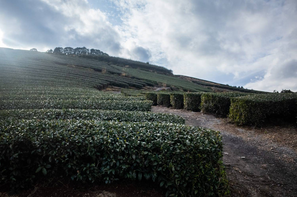 Steep slope in the tea farm