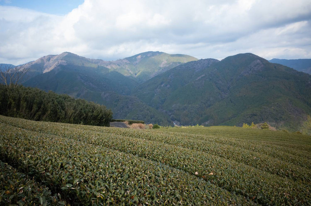 Beautiful tea farm in the mountain of Shizuoka