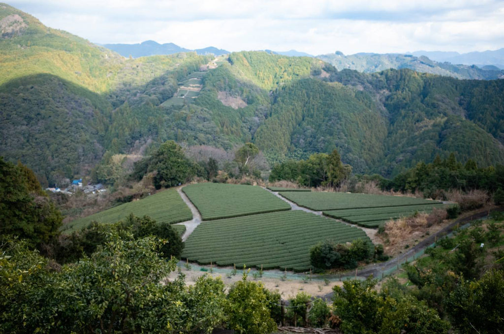 Beautiful tea farm in the mountain