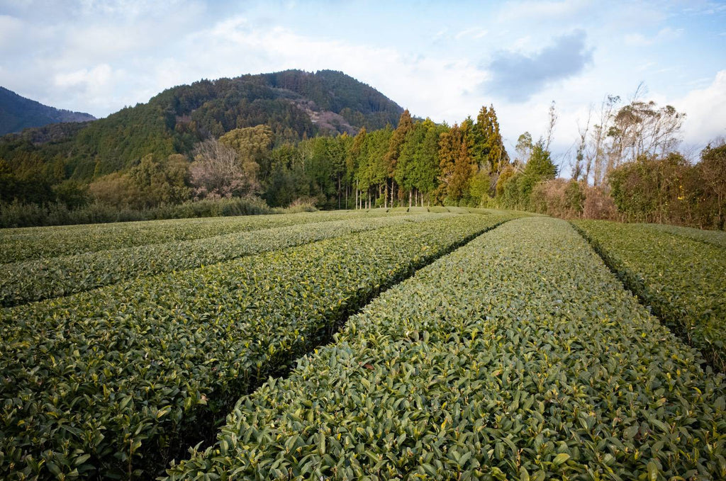 Tea farm of Nakayama Tea Factory