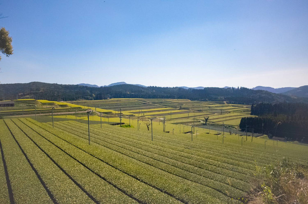 Large tea farm of Kagoshima Prefecture