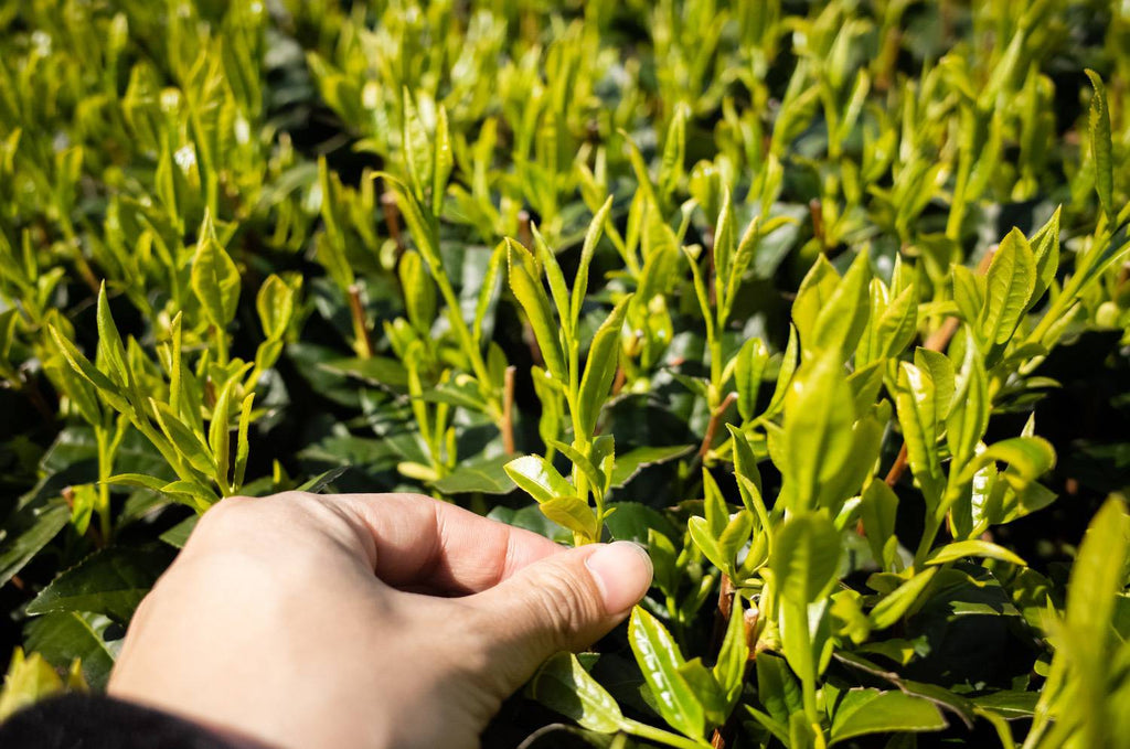 Golden tea shoots in March