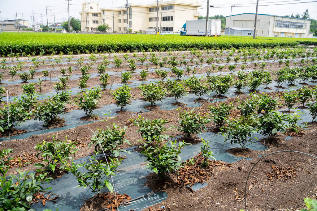 1 or 2-year-old tea plants