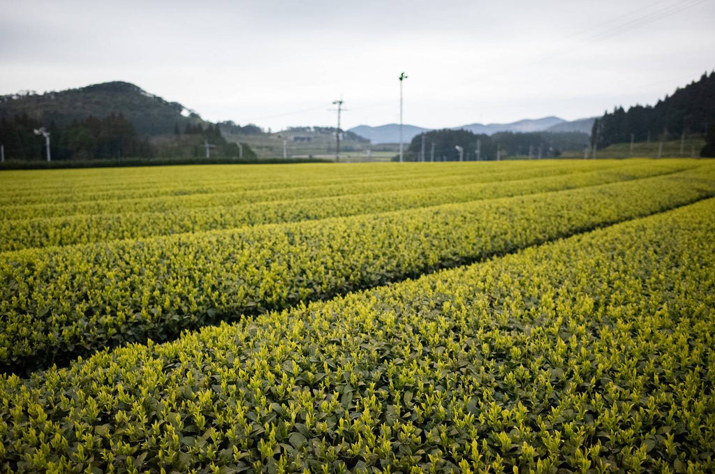 Tea farm of Segawa Tea Factory