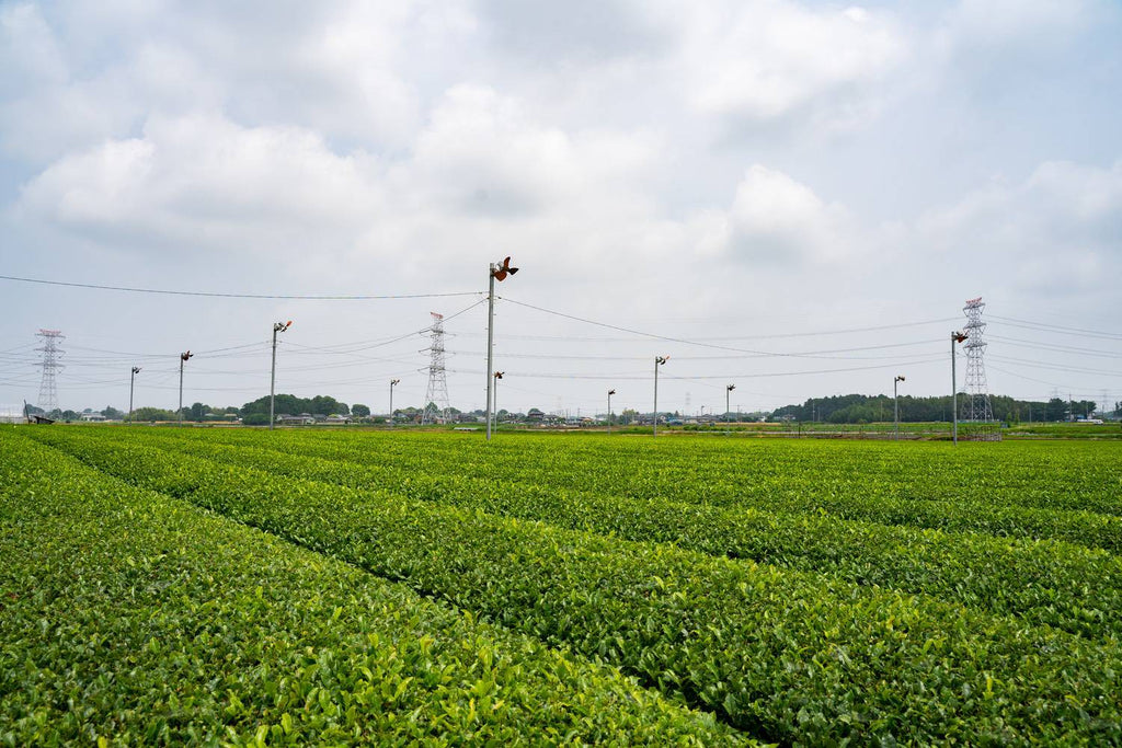 Tea farm in Sashima, Ibaraki