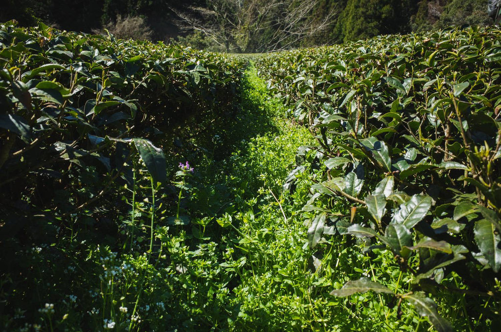 Weed thickly grown in furrow of tea farm