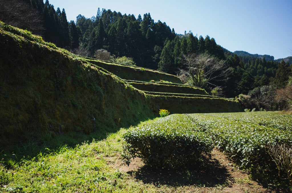 Tea farm of Niikawa Tea Factory