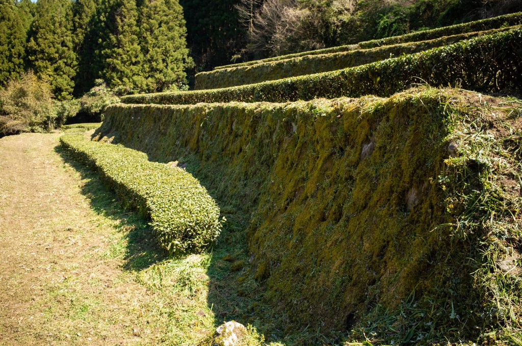 Tea farm of Niikawa Tea Factory