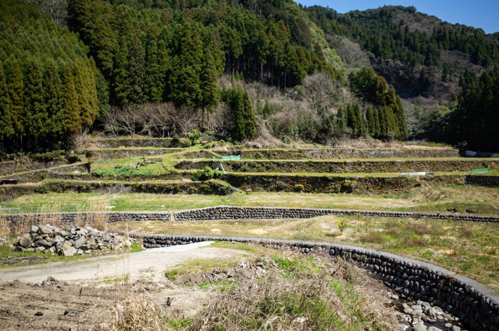 Unattended rice terrace