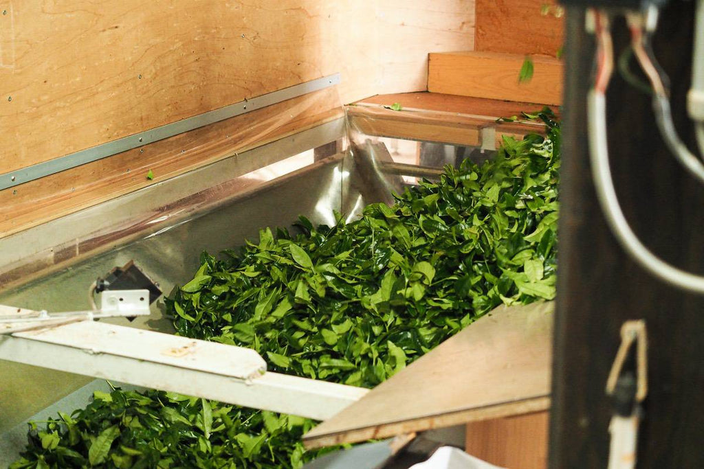 Picked tea leaf is carried to manufacturing