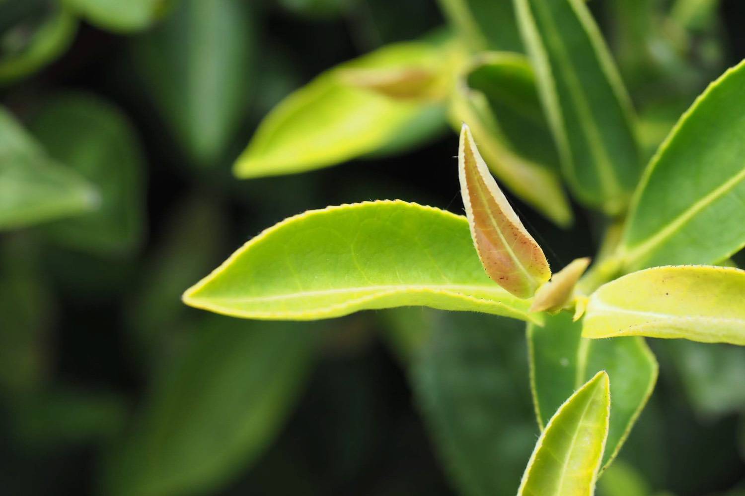 ウンカに吸われ赤く染まった茶葉