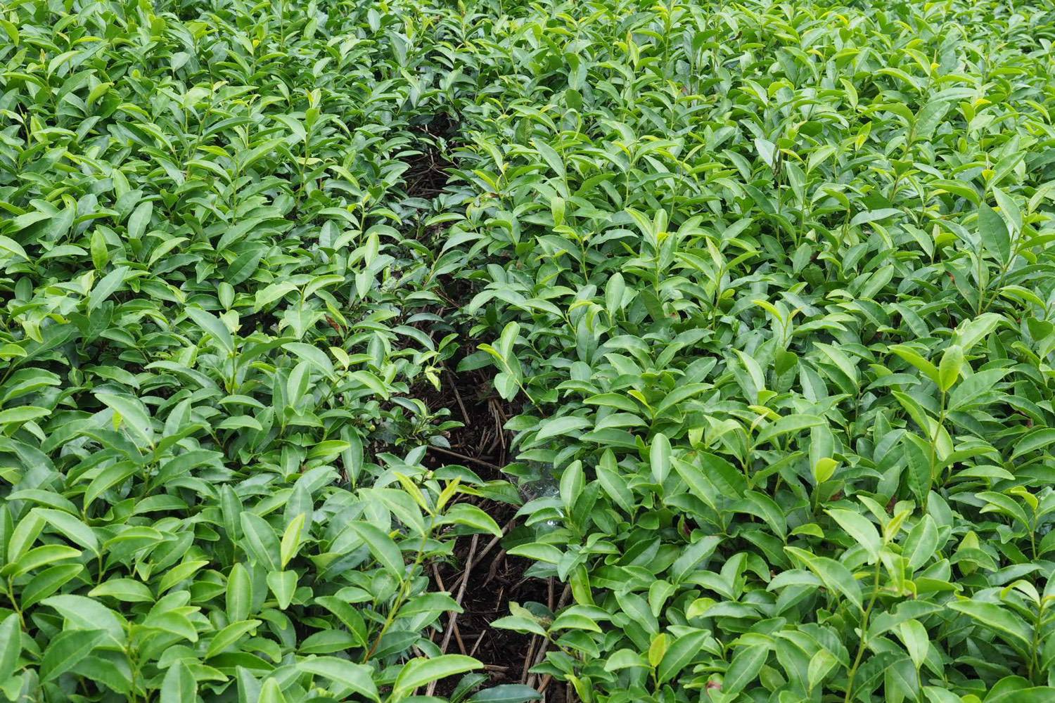 茶草場有機農法の畑の畝間