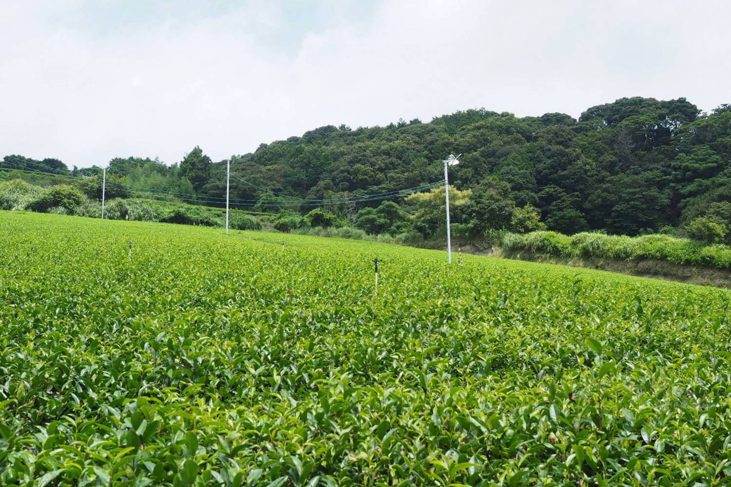 静岡県牧之原市の杉田さんの茶畑