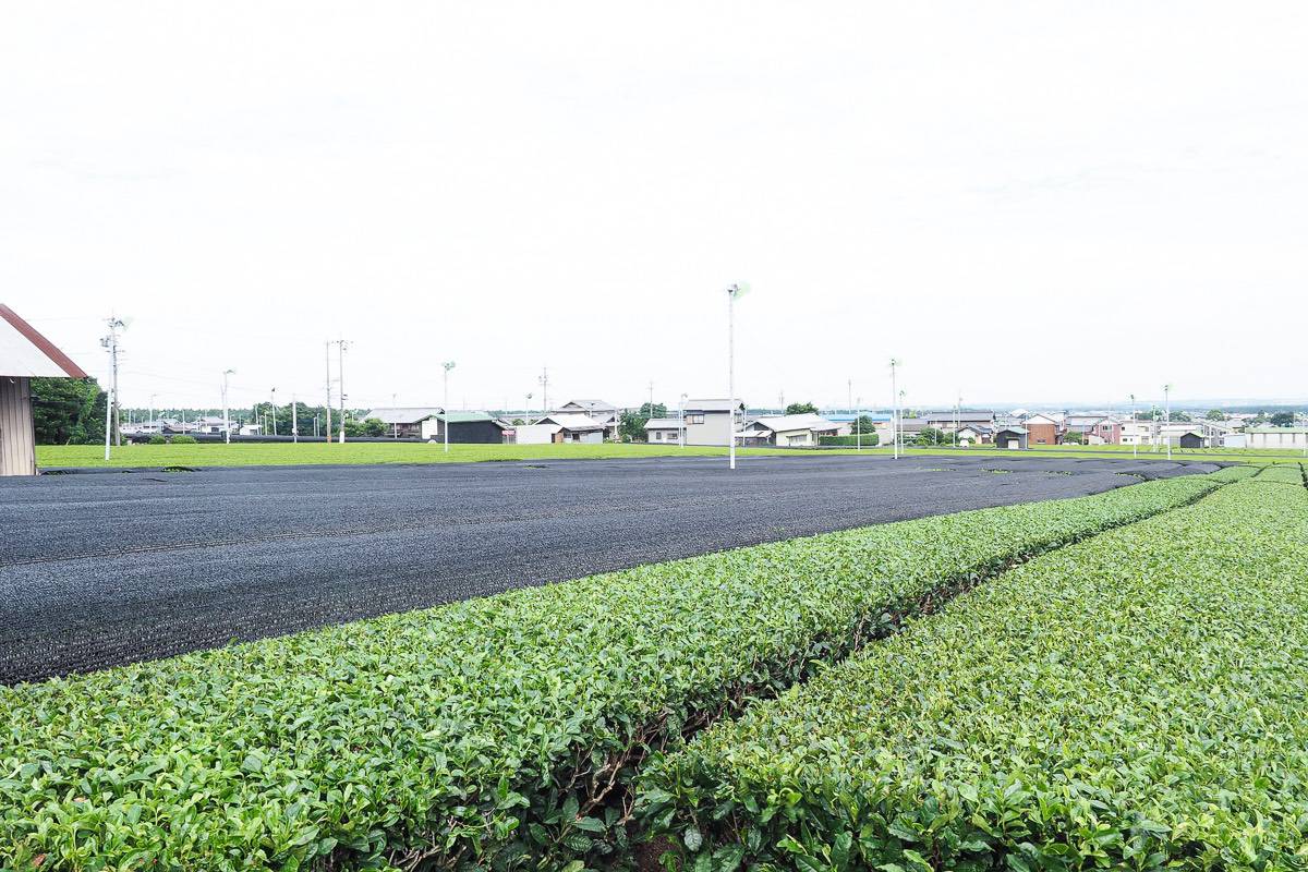 被覆栽培中の茶園と収穫済みの畑