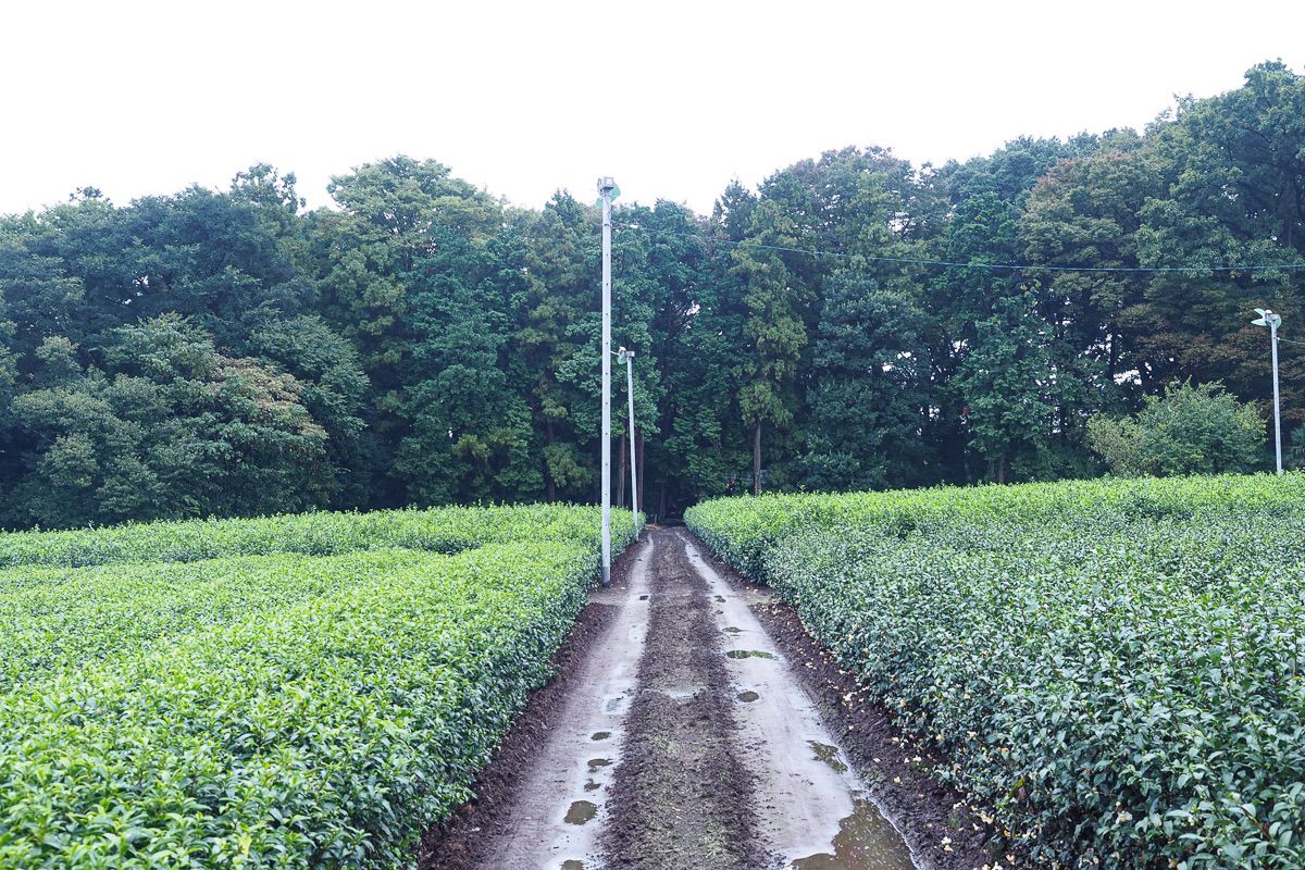 埼玉県狭山の茶畑