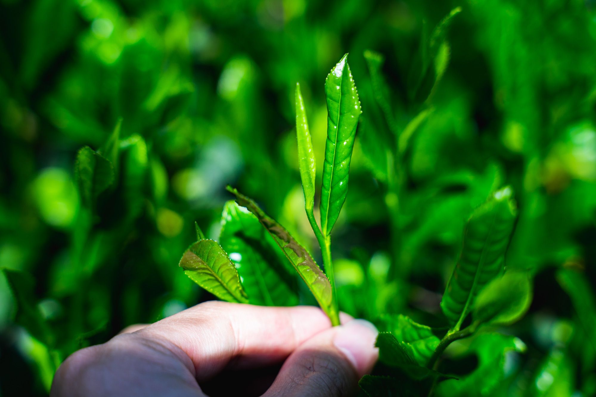 被覆栽培で濃緑になった茶葉