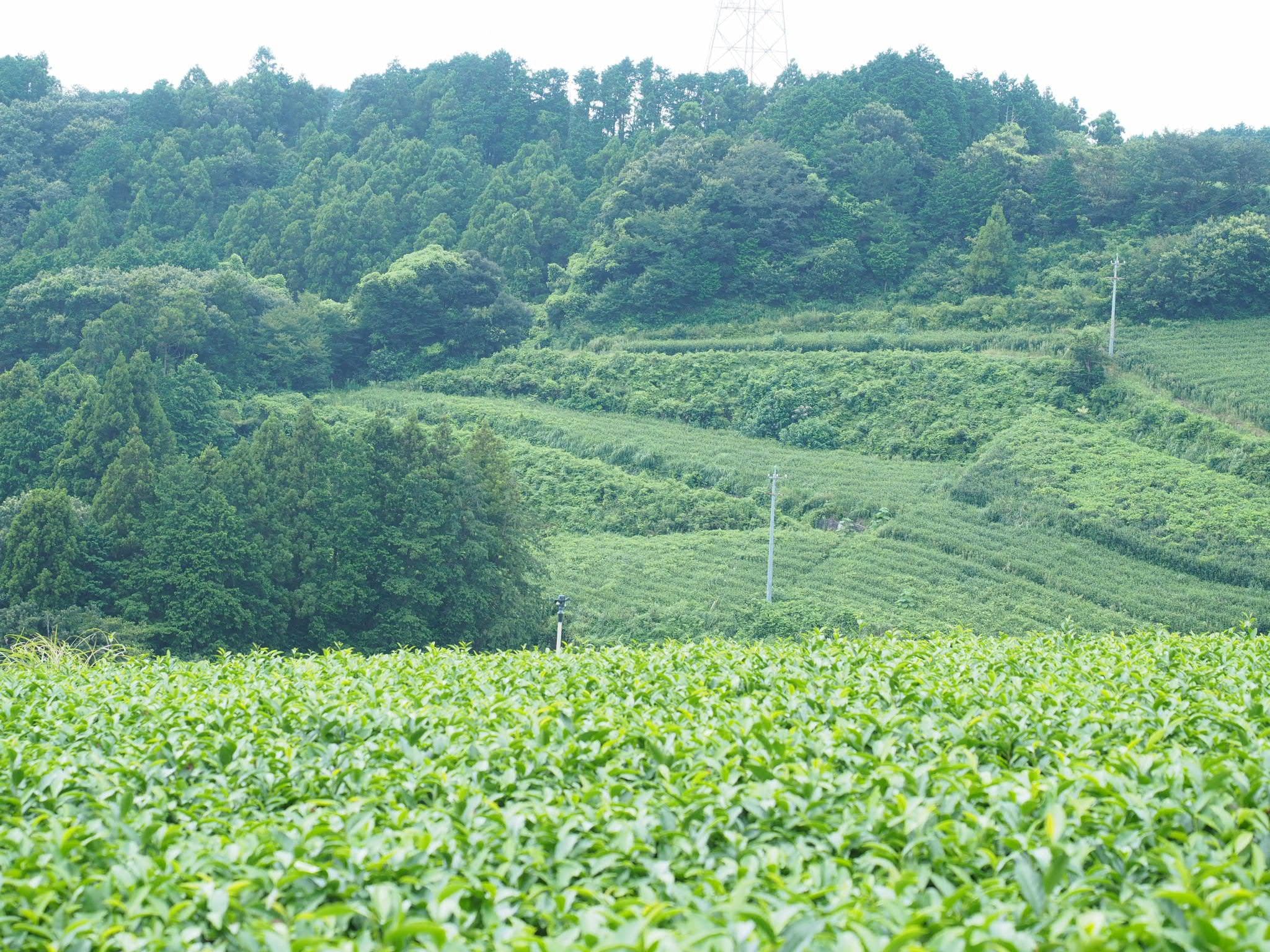 杉田製茶の茶畑