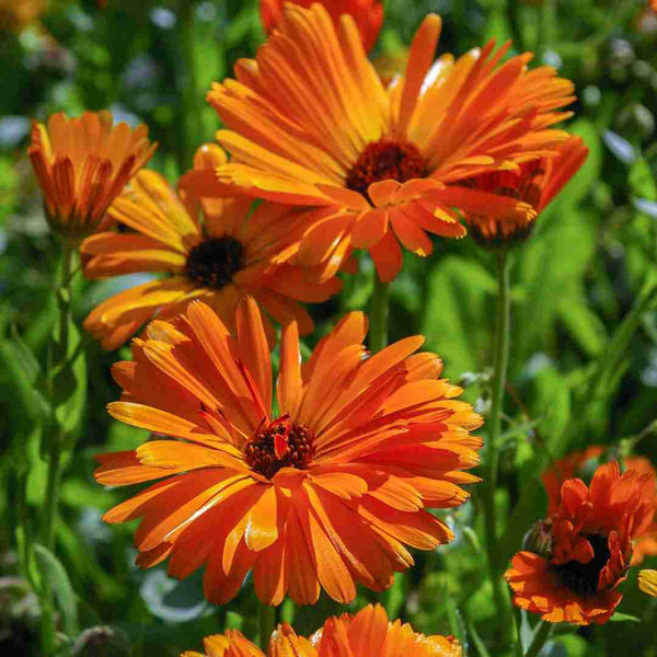 Calendula flowers on a grassy field.