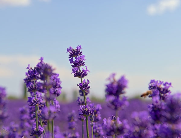 Lavender stalks in a lavender field.