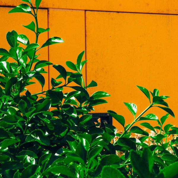 Green foliage and an orange wall background.